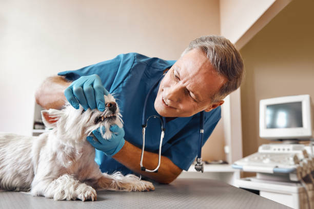 Best After-Hours Dental Care in South Whitley, IN